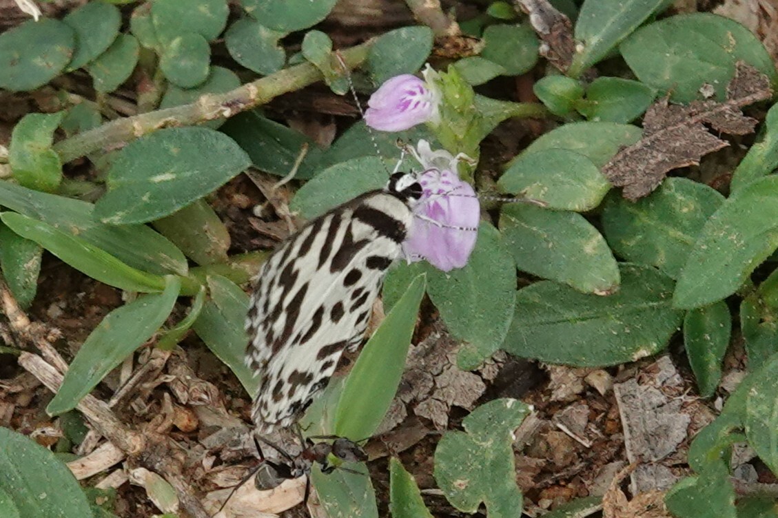 Common Pierrot