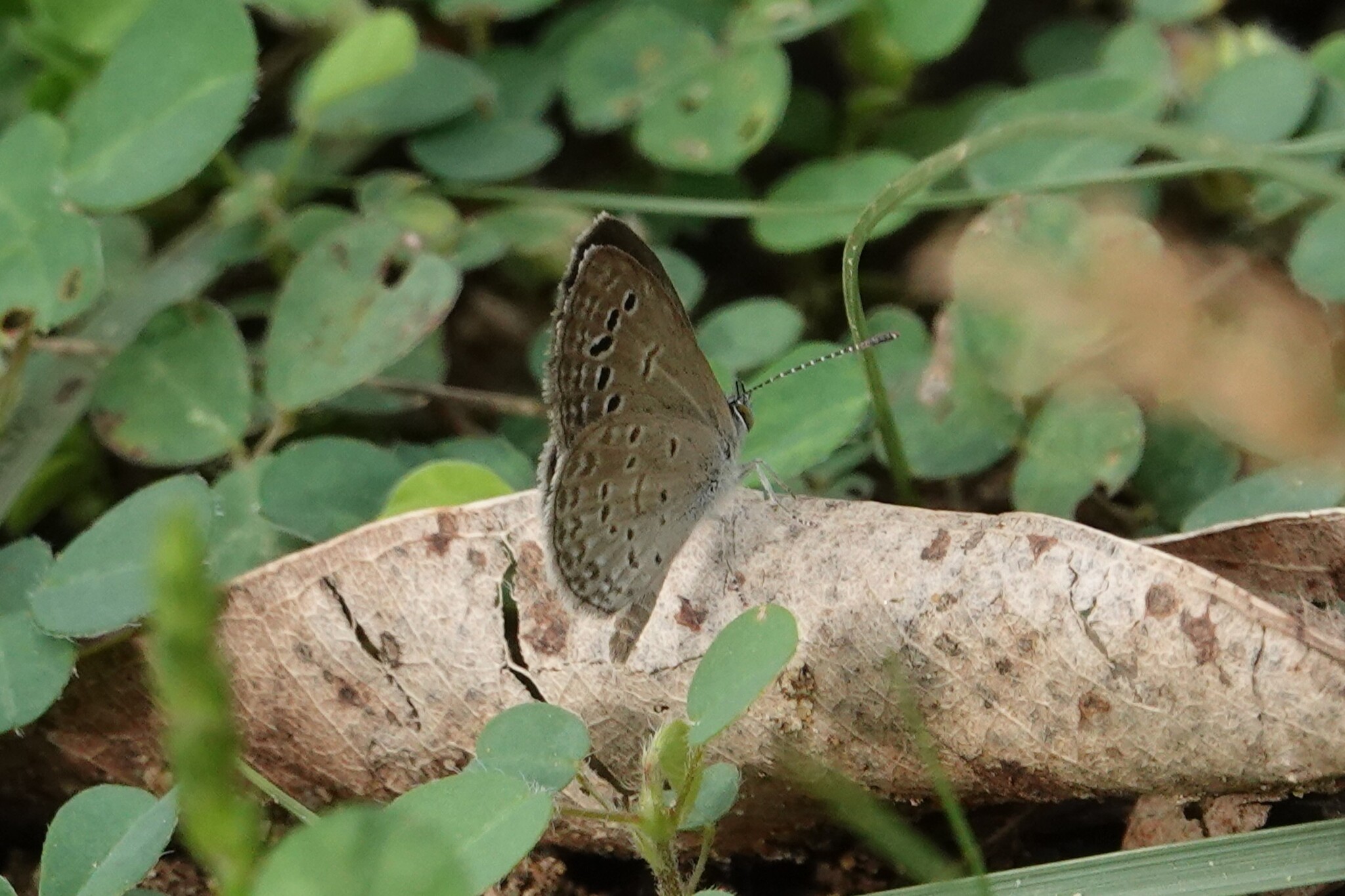 Lesser Grass Blue