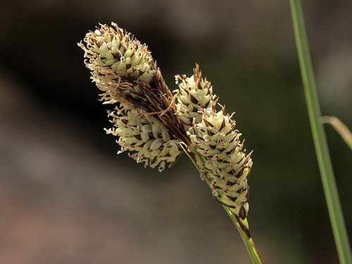 smooth-fruited sedge (Carex heteroneura)