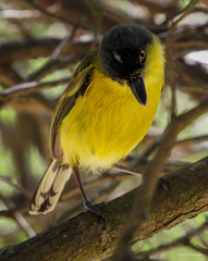 Todirostrum cinereum