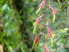 Guzmania xanthobractea