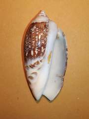Agaronia gibbosa