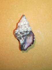 Peristernia australiensis