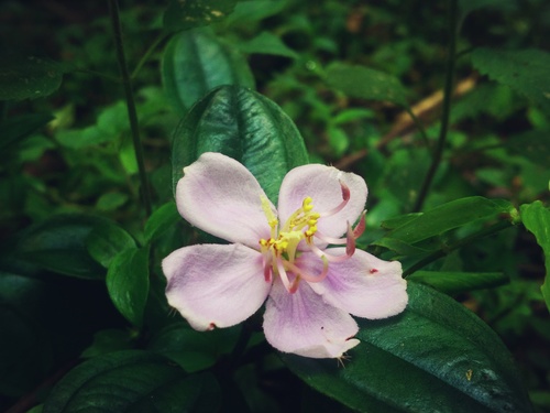 Twelve-stamened Melastoma
