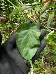 Telosma cordata