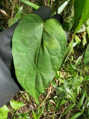 Telosma cordata
