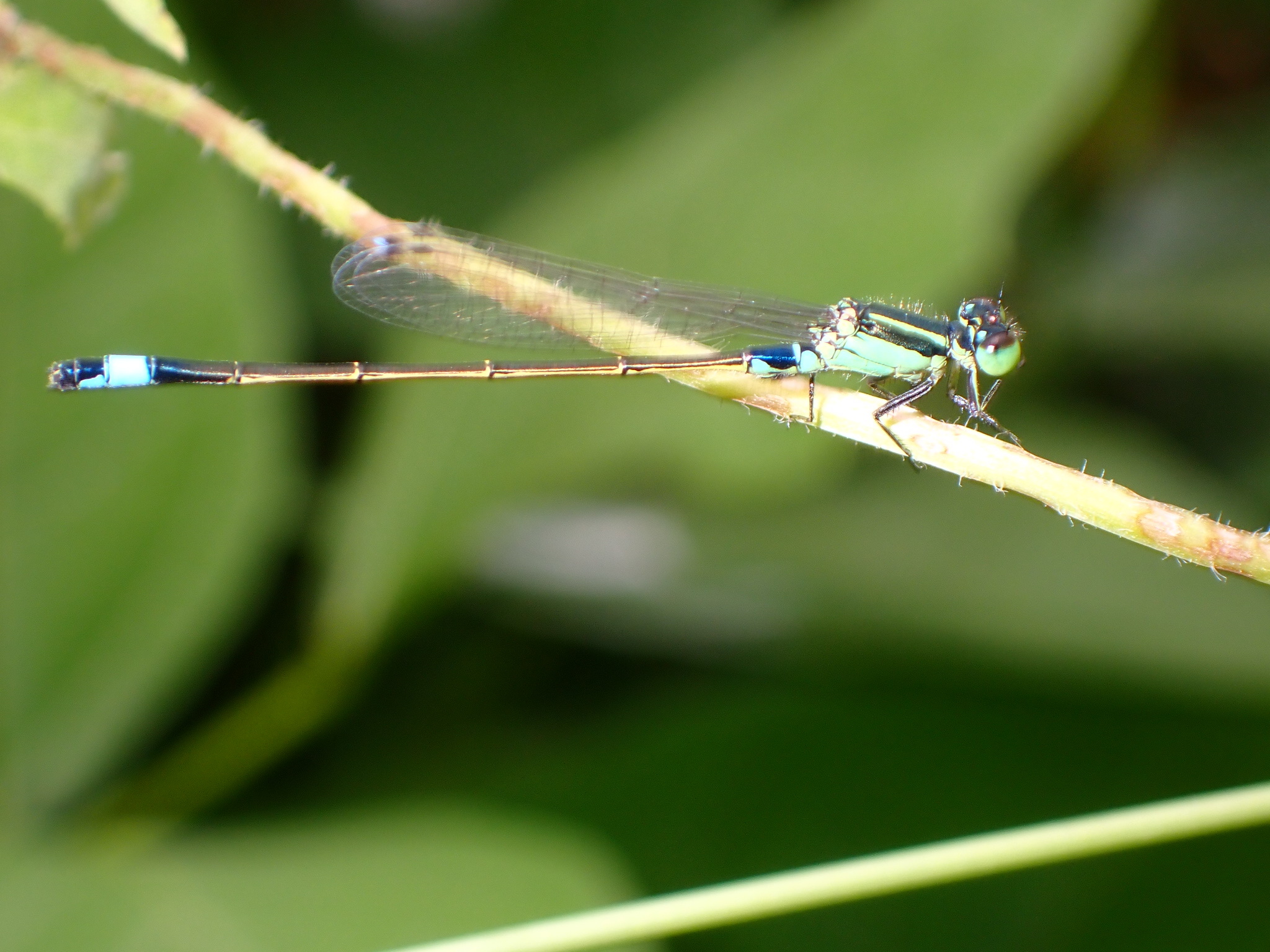Tropical Bluetail