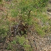 Acacia goetzei