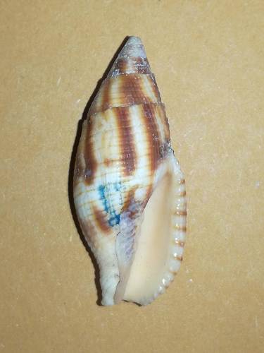Nebularia eremitarum observed 2019-10-15