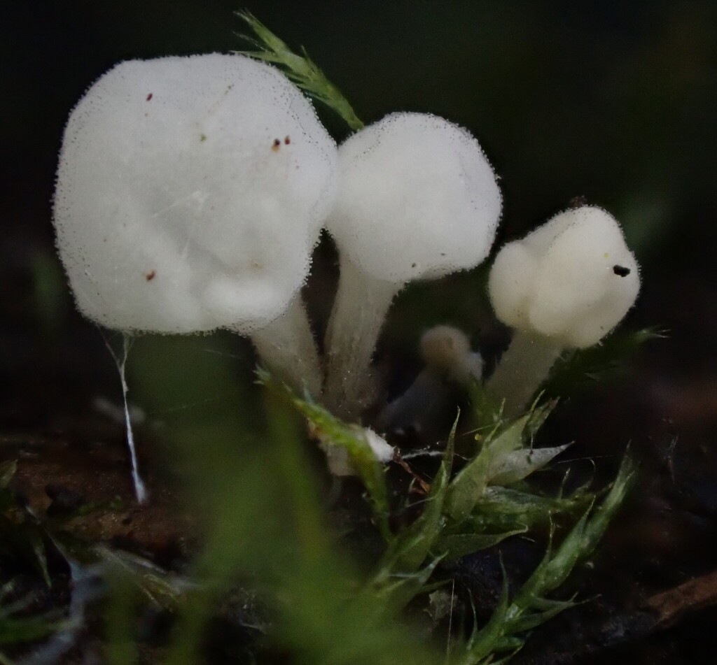 Physalacria australiensis