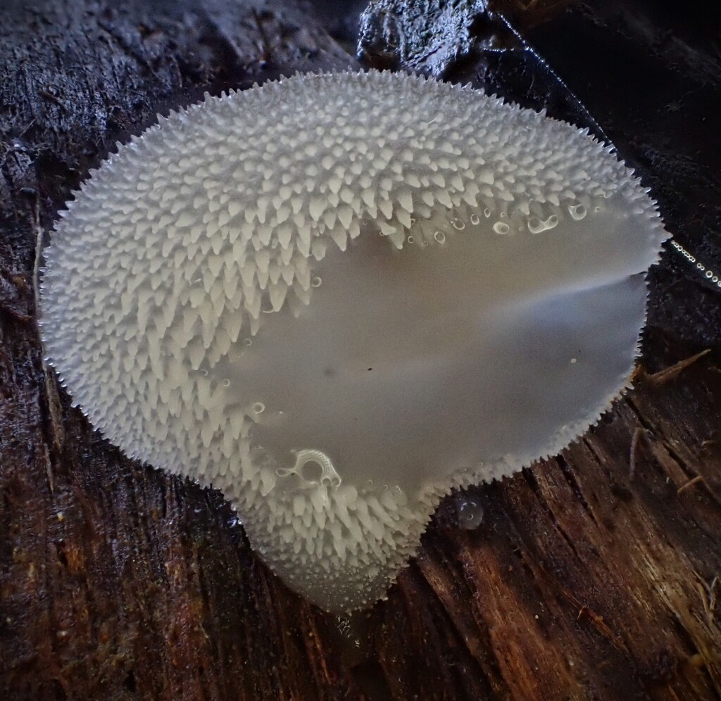 Pseudohydnum tasmanicum