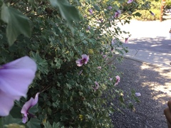 Malva subovata bicolor