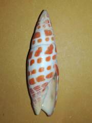 Mitra mitra