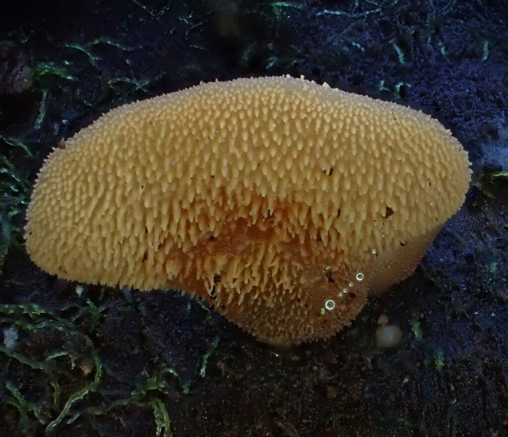 Pseudohydnum tasmanicum · July 2025 · photo: © beau_meister (iNaturalist, cc-by)