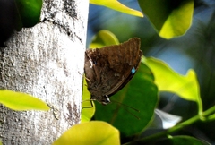 Archaeoprepona demophoon