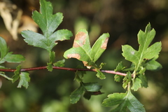 Phyllonorycter oxyacanthae