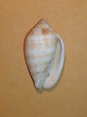 Pterygia dactylus
