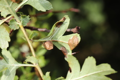 Phyllonorycter oxyacanthae