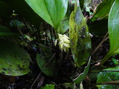 Pleurothallis ruscifolia