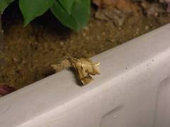 Krananda latimarginaria