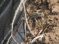 Sceloporus graciosus graciosus