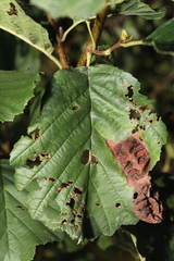 Taphrina tosquinetii