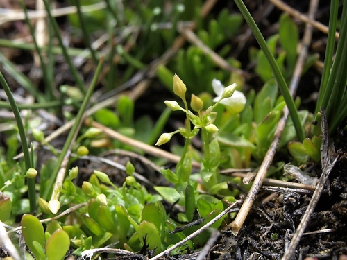 umbrella starwort (Stellaria umbellata)