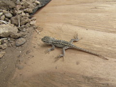 Sceloporus graciosus graciosus