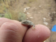 Sceloporus graciosus graciosus