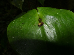 Pleurothallis cordata