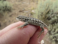 Sceloporus graciosus graciosus