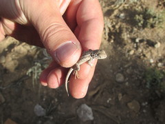 Sceloporus graciosus graciosus