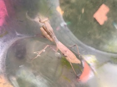 Mantidae