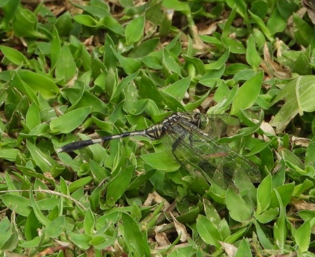 Slender Skimmer