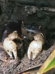 シロテアシハラガニモドキ