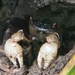 シロテアシハラガニモドキ
