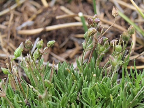 bog stitchwort (Sabulina stricta)