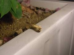 Krananda latimarginaria