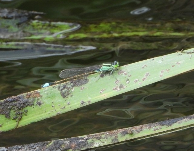 Tropical Bluetail