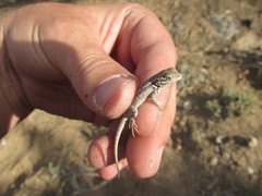 Sceloporus graciosus graciosus