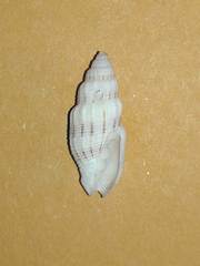Vexillum exasperatum