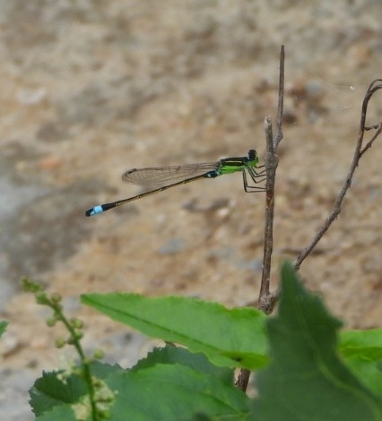 Tropical Bluetail