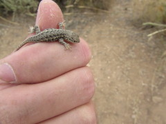 Sceloporus graciosus graciosus