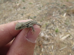 Sceloporus graciosus graciosus