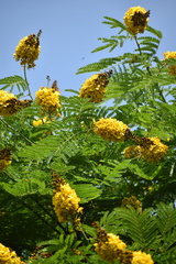 Cenostigma pluviosum peltophoroides
