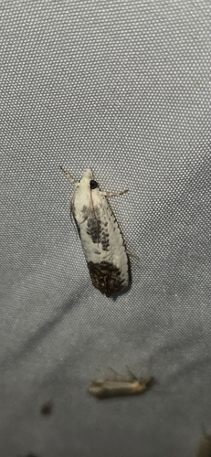 Giant Eucosma Moth photo 2