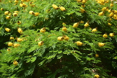 Cenostigma pluviosum peltophoroides