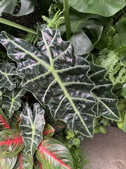 Alocasia amazonica