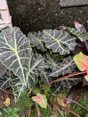 Alocasia amazonica
