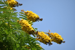 Cenostigma pluviosum peltophoroides